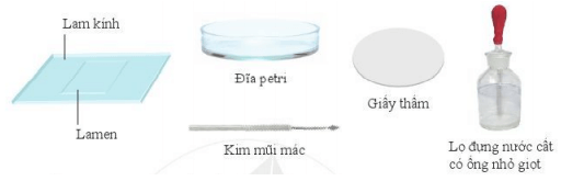 Lý thuyết Khoa học tự nhiên 6 Bài 12: Tế bào – Đơn vị cơ sở của sự sống | Cánh diều