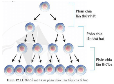 Lý thuyết Khoa học tự nhiên 6 Bài 12: Tế bào – Đơn vị cơ sở của sự sống | Cánh diều