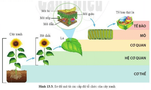 Lý thuyết Khoa học tự nhiên 6 Bài 13: Từ tế bào đến cơ thể | Cánh diều