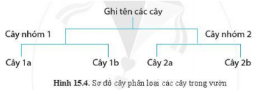 Lý thuyết Khoa học tự nhiên 6 Bài 15: Khóa lưỡng phân | Cánh diều