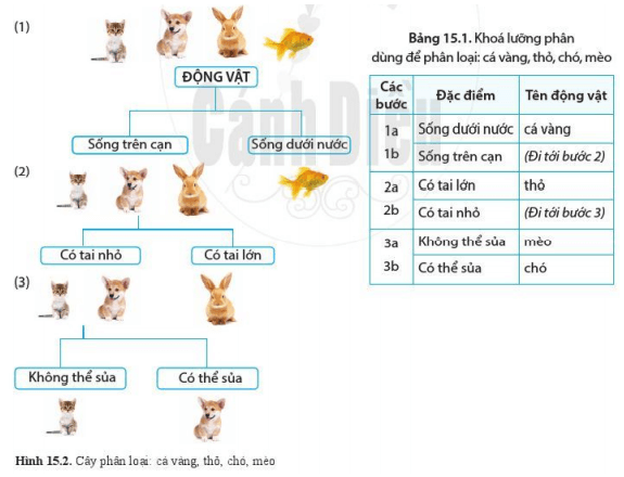 Lý thuyết Khoa học tự nhiên 6 Bài 15: Khóa lưỡng phân | Cánh diều