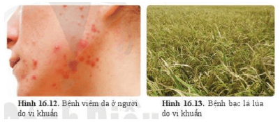 Lý thuyết Khoa học tự nhiên 6 Bài 16: Virus và vi khuẩn | Cánh diều