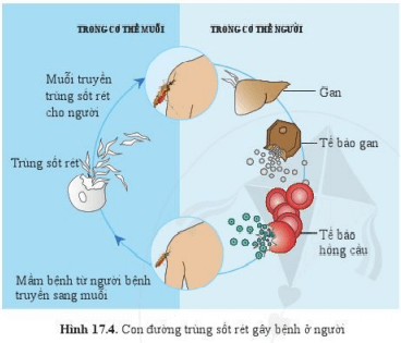 Lý thuyết Khoa học tự nhiên 6 Bài 17: Đa dạng nguyên sinh vật | Cánh diều