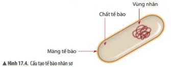 Lý thuyết Khoa học tự nhiên 6 Bài 17: Tế bào | Chân trời sáng tạo