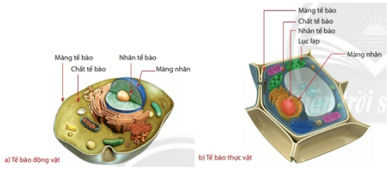 Lý thuyết Khoa học tự nhiên 6 Bài 17: Tế bào | Chân trời sáng tạo