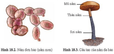 Lý thuyết Khoa học tự nhiên 6 Bài 18: Đa dạng nấm | Cánh diều