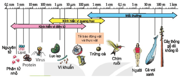 Tế bào – Đơn vị cơ bản của sự sống | Kết nối tri thức