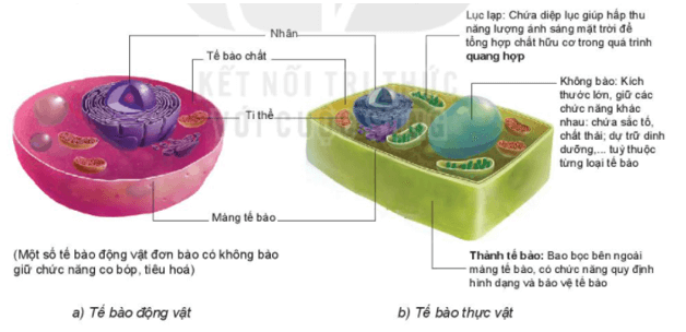 Cấu tạo và chức năng các thành phần của tế bào | Kết nối tri thức