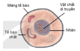 Cấu tạo và chức năng các thành phần của tế bào | Kết nối tri thức