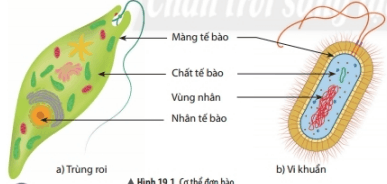 Lý thuyết Khoa học tự nhiên 6 Bài 19: Cơ thể đơn bào và cơ thể đa bào | Chân trời sáng tạo