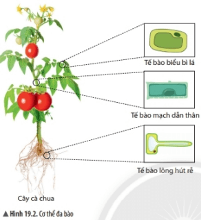 Lý thuyết Khoa học tự nhiên 6 Bài 19: Cơ thể đơn bào và cơ thể đa bào | Chân trời sáng tạo