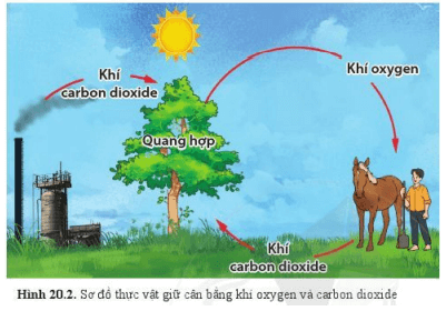 Lý thuyết Khoa học tự nhiên 6 Bài 20: Vai trò của thực vật trong đời sống và trong tự nhiên | Cánh diều