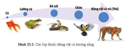 Lý thuyết Khoa học tự nhiên 6 Bài 23: Đa dạng động vật có xương sống | Cánh diều