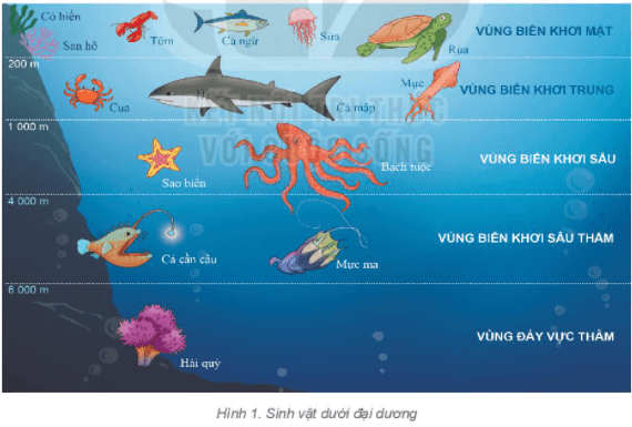 Lý thuyết Địa Lí 6 Bài 23: Sự sống trên Trái Đất | Kết nối tri thức