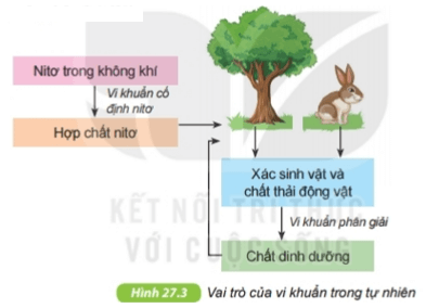 Vi khuẩn | Kết nối tri thức