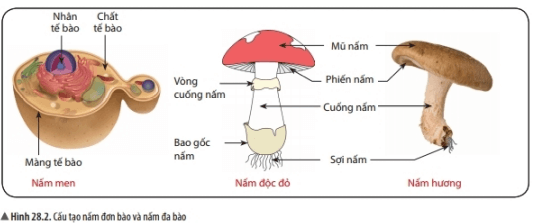 Lý thuyết Khoa học tự nhiên 6 Bài stt: Nấm | Chân trời sáng tạo