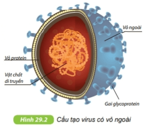 Virus | Kết nối tri thức