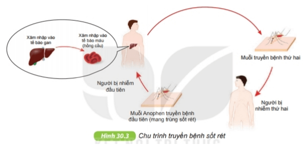 Nguyên sinh vật | Kết nối tri thức