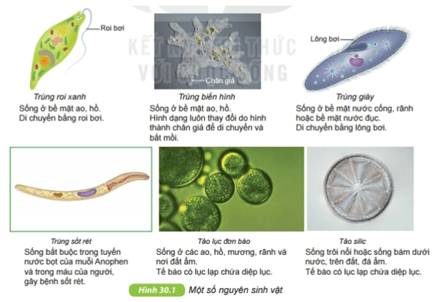 Nguyên sinh vật | Kết nối tri thức