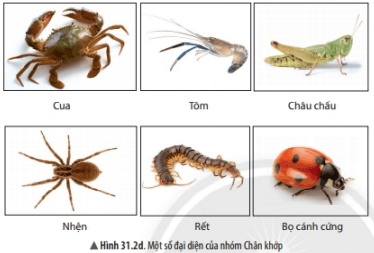 Lý thuyết Khoa học tự nhiên 6 Bài 31: Động vật | Chân trời sáng tạo