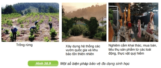 Đa dạng sinh học | Kết nối tri thức