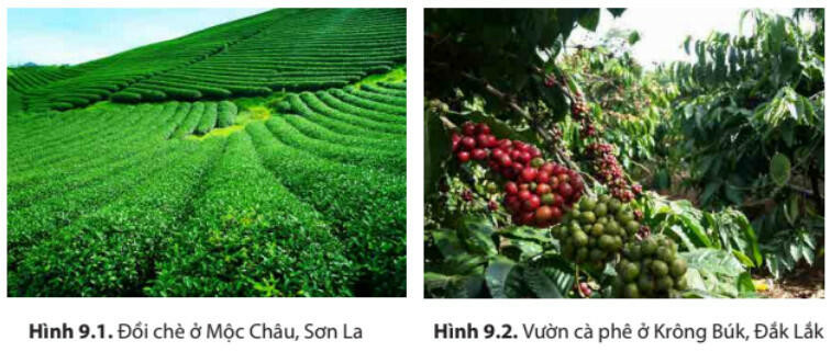 Lý thuyết Địa lí 8 Bài 9 (Kết nối tri thức): Thổ nhưỡng Việt Nam (ảnh 1)