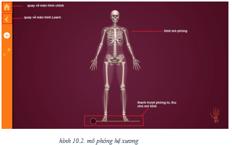 Lý thuyết Tin học 8 Bài 10: Làm quen với giải phẫu cơ thể người bằng phần mềm Anatomy (hay, chi tiết)