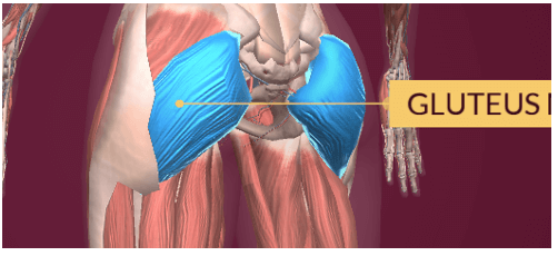 Lý thuyết Tin học 8 Bài 10: Làm quen với giải phẫu cơ thể người bằng phần mềm Anatomy (hay, chi tiết)