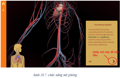 Lý thuyết Tin học 8 Bài 10: Làm quen với giải phẫu cơ thể người bằng phần mềm Anatomy (hay, chi tiết)