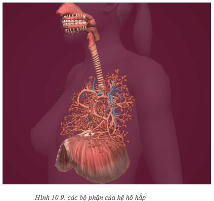 Lý thuyết Tin học 8 Bài 10: Làm quen với giải phẫu cơ thể người bằng phần mềm Anatomy (hay, chi tiết)