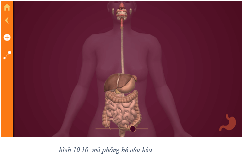 Lý thuyết Tin học 8 Bài 10: Làm quen với giải phẫu cơ thể người bằng phần mềm Anatomy (hay, chi tiết)