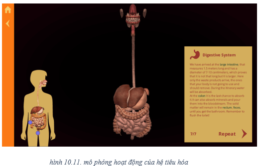 Lý thuyết Tin học 8 Bài 10: Làm quen với giải phẫu cơ thể người bằng phần mềm Anatomy (hay, chi tiết)