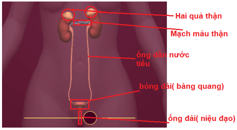 Lý thuyết Tin học 8 Bài 10: Làm quen với giải phẫu cơ thể người bằng phần mềm Anatomy (hay, chi tiết)