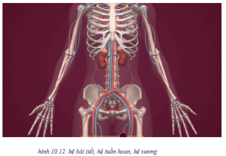 Lý thuyết Tin học 8 Bài 10: Làm quen với giải phẫu cơ thể người bằng phần mềm Anatomy (hay, chi tiết)