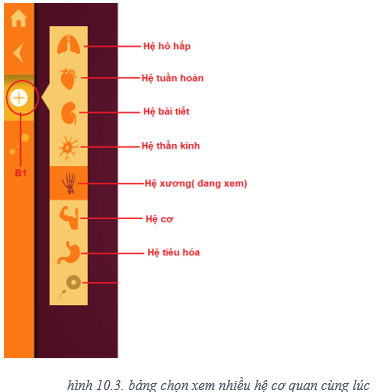 Lý thuyết Tin học 8 Bài 10: Làm quen với giải phẫu cơ thể người bằng phần mềm Anatomy (hay, chi tiết)