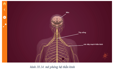 Lý thuyết Tin học 8 Bài 10: Làm quen với giải phẫu cơ thể người bằng phần mềm Anatomy (hay, chi tiết)