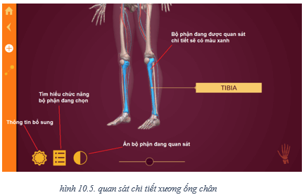 Lý thuyết Tin học 8 Bài 10: Làm quen với giải phẫu cơ thể người bằng phần mềm Anatomy (hay, chi tiết)