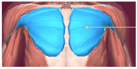 Lý thuyết Tin học 8 Bài 10: Làm quen với giải phẫu cơ thể người bằng phần mềm Anatomy (hay, chi tiết)