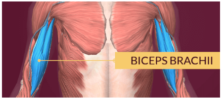 Lý thuyết Tin học 8 Bài 10: Làm quen với giải phẫu cơ thể người bằng phần mềm Anatomy (hay, chi tiết)