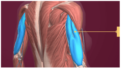 Lý thuyết Tin học 8 Bài 10: Làm quen với giải phẫu cơ thể người bằng phần mềm Anatomy (hay, chi tiết)