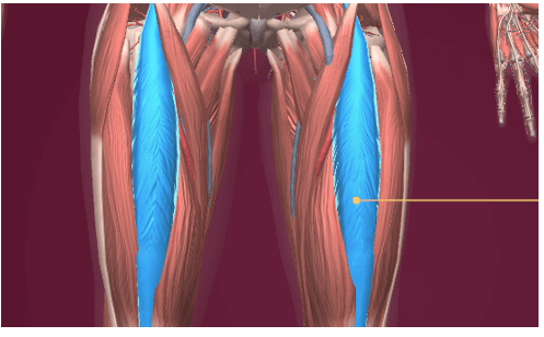 Lý thuyết Tin học 8 Bài 10: Làm quen với giải phẫu cơ thể người bằng phần mềm Anatomy (hay, chi tiết)