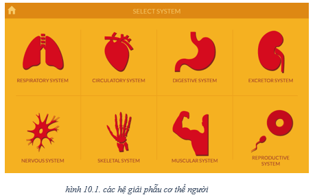 Lý thuyết Tin học 8 Bài 10: Làm quen với giải phẫu cơ thể người bằng phần mềm Anatomy (hay, chi tiết)