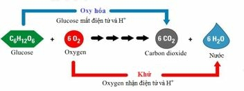 Bộ 10 đề thi giữa kì 1 Khoa học tự nhiên 7 Kết nối tri thức có đáp án năm 2023 (ảnh 7)