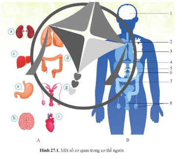 Nêu tên các cơ quan ở hình 27.1A và cho biết các cơ quan đó có vị trí trong cơ thể
