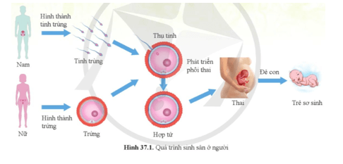 Quan sát hình 37.1 cho biết vai trò của hệ sinh dục nam và hệ sinh dục nữ