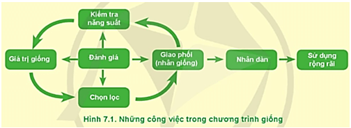  Dựa vào Hình 7.1, hãy cho biết ý nghĩa của công việc nhân giống vật nuôi trong công tác giống