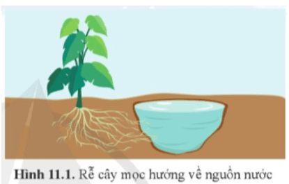 Quan sát hình 11.1 cho biết rễ cây mọc hướng về phía nào?