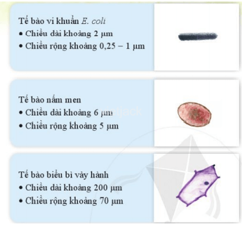 Mô tả hình dạng, kích thước của các loại tế bào