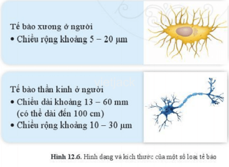 Mô tả hình dạng, kích thước của các loại tế bào