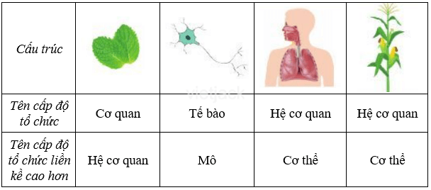 Nêu tên cấp độ tổ chức tương ứng với mỗi cấu trúc  đã cho trong bảng 13.2